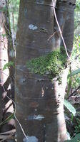 Alectryon subcinereus trunk