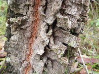 Allocasuarina torulosa chunky bark