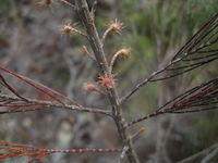 Allocasuarina torulosa female flowers and purplish leaves
