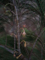 Allocasuarina torulosa female flowers