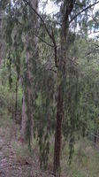 Allocasuarina torulosa small tree with pendulous branches