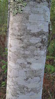 Alphitonia excelsa trunk