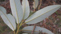 Alphitonia excelsa felty underside of leaves