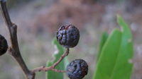 Alphitonia excelsa old fruit