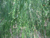 Exocarpus cupressiformis buds