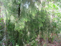 Exocarpus cupressiformis drooping foliage