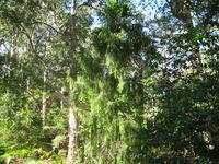 Exocarpus cupressiformis habit