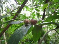 Ficus coronata - Sandpaper Fig