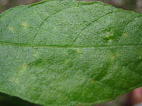 Ficus coronata leaf with rough surface