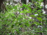 Ficus coronata plant shape