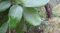 Syncarpia glomulifera mature leaf