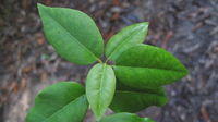 Syncarpia glomulifera juvenile leaves