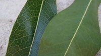 Xylomelum pyriforme discolourous leaf