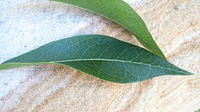 Xylomelum pyriforme strongly veined leaf