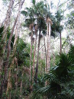 Livistona australis - Cabbage Tree Palm