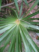Livistona australis frond