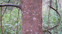 Acacia binervata bark
