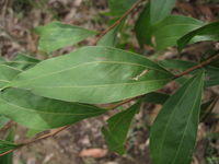 Acacia binervata leaf