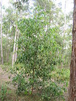 Acacia binervata plant shape