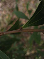 Acacia binervata veins and branchlet