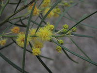 Acacia elongata flower and buds