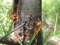 Acacia irrorata bark