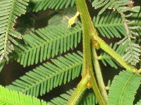 Acacia irrorata branchlets, angled and densely hairy