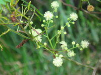 Acacia irrorata flowers