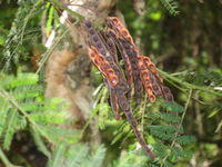 Acacia irrorata seed pods