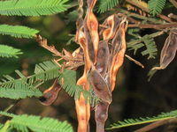 Acacia irrorata seed pods