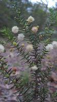 Acacia ulicifolia flowering branch