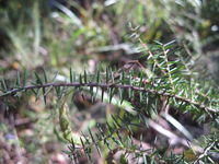 Acacia ulicifolia phyllodes