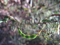 Acacia ulicifolia seed pod