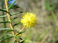 Acacia echinula - Hedgehog wattle