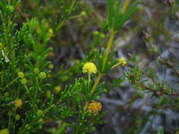 Acacia baueri flower