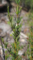 Acacia baueri whorled phyllodes and buds