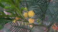 Acacia decurrens flowers