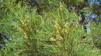Acacia decurrens flowering branch