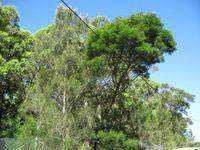 Acacia decurrens tree shape