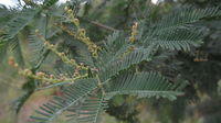 Acacia decurrens buds