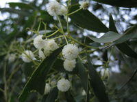 Acacia implexa - Hickory