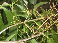 Acacia  implexa immature seed pods