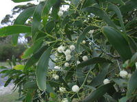 Acacia implexa flowers