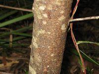 Acacia longissima bark