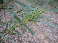 Acacia longissima buds 