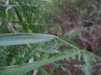 Acacia melanoxylon persistent juvenile bipinnate leaves
