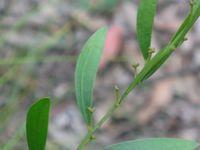 Acacia myritfolia buds