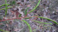 Acacia myrtifolia green pods