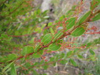 Acacia myrtifolia buds and red stems