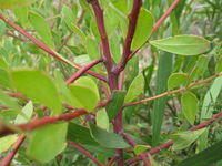 Acacia myrtifolia red stems